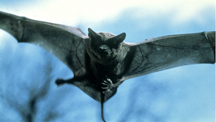 loven.bats.jpg