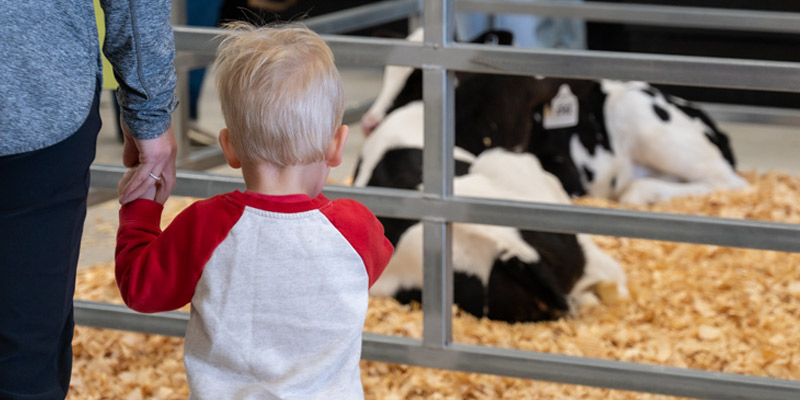 A photo of a child watching two cows during Purdue's Spring Fest 