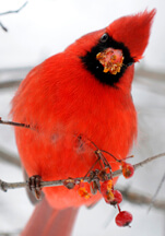cold cardinal