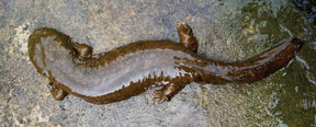 adult eastern hellbender