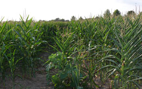 corn field