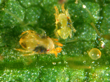 spider mites
