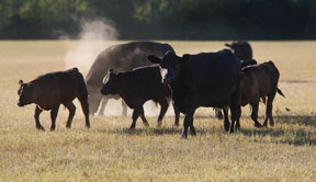 beef herd
