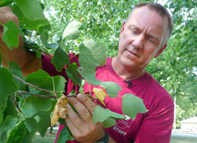 Lindsey Purcell tulip tree