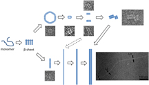 morphing structure of brain protein