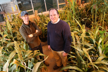 Brian Dilkes, at left, and Mitch Tuinstra with sorghum plants. (Purdue Agricultural Communication photo/Tom Campbell) 