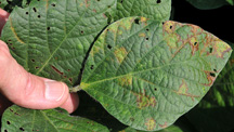 soybean leaf