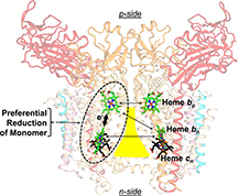 cytochrome b6f complex