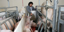 Candace Croney with pigs