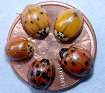 Asian lady beetles