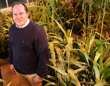 Mitch Tuinstra with sorghum plants