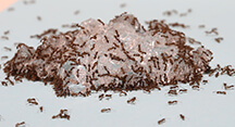 Buczkowski ants