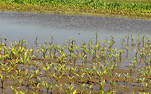 flood corn