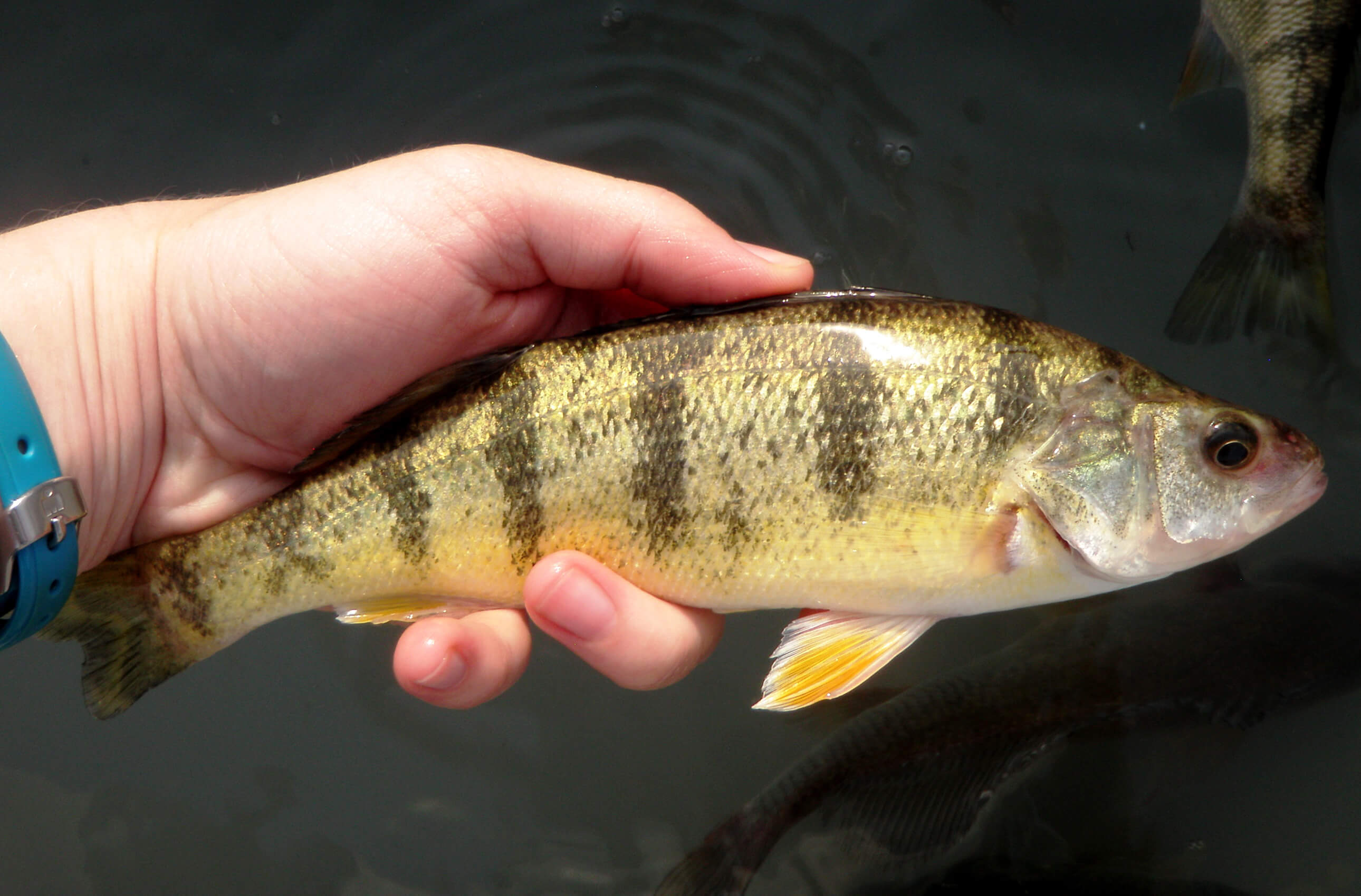 Surprise finding: Lake Michigan perch quickly changed course of