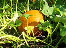 Pumpkin harvest