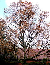 Ruhl sugar maple tree