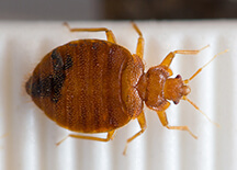 Scharf bedbug