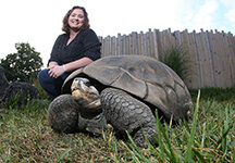 Willouhby tortoise