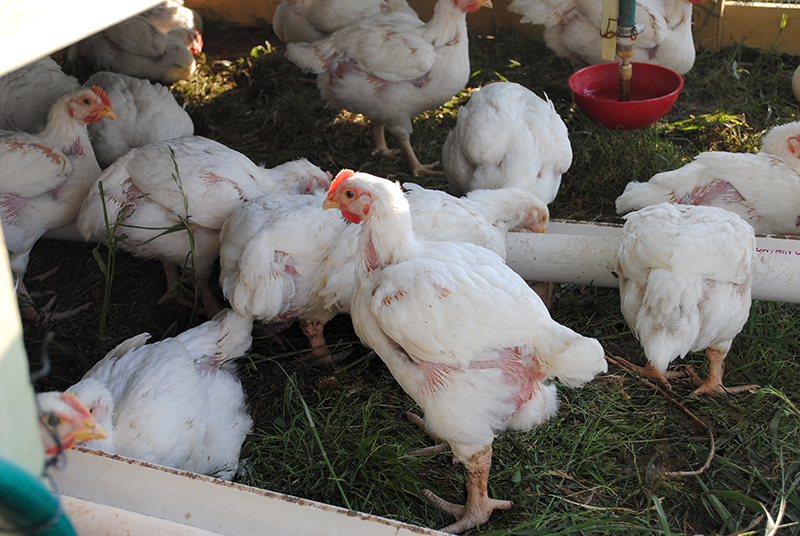 Ballard poultry