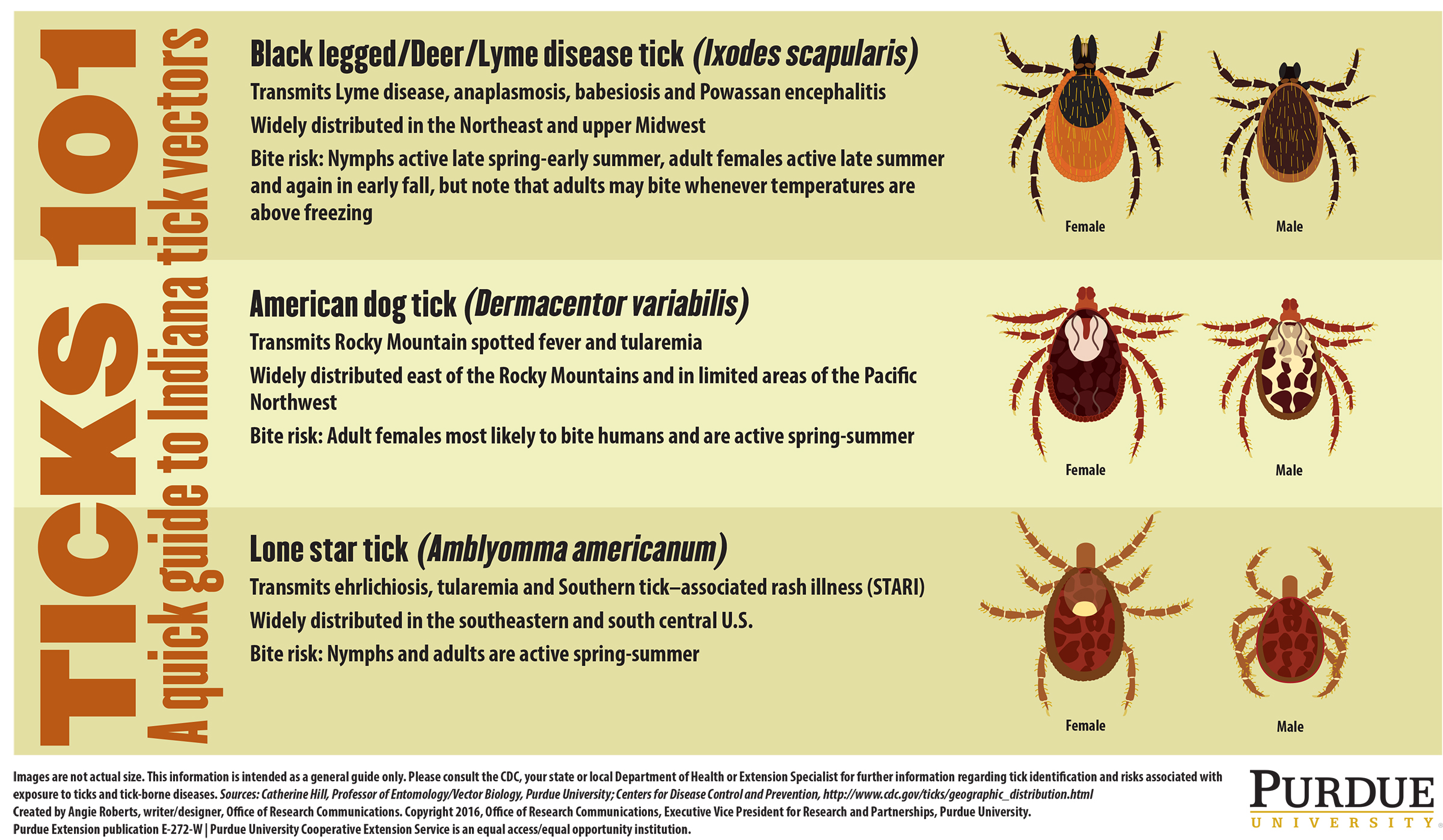 Can a Dog Tick Cause Lyme Disease?