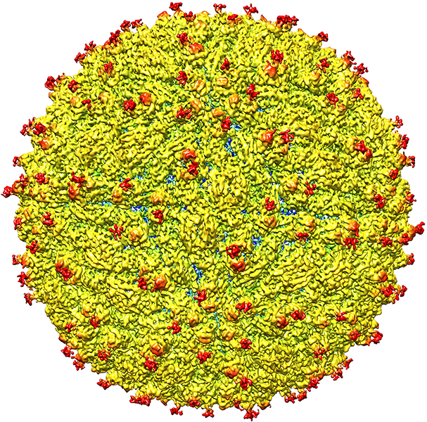 Zika virus structure