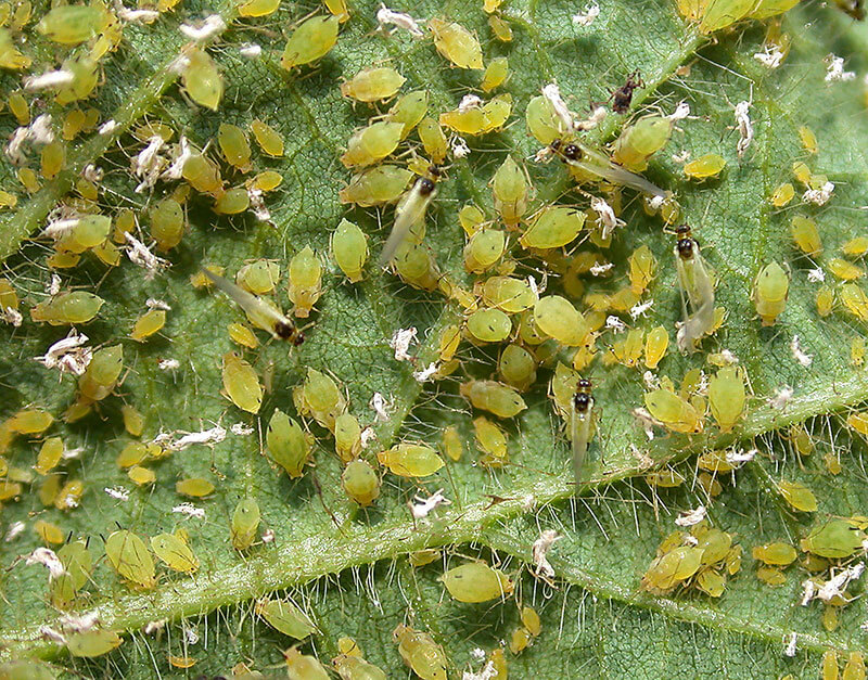 aphid closeup