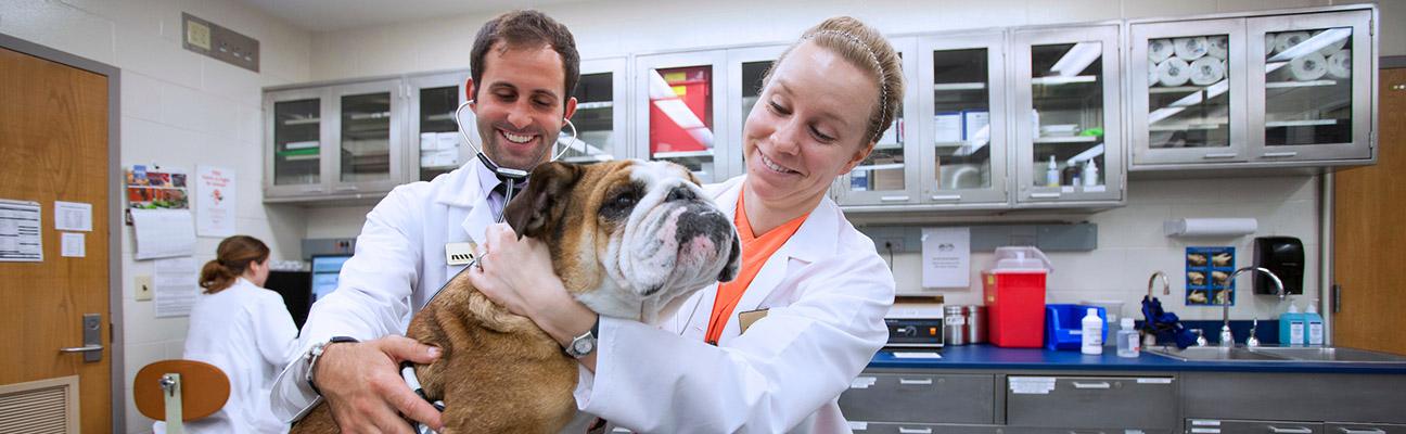 two doctors perform an exam on a dog