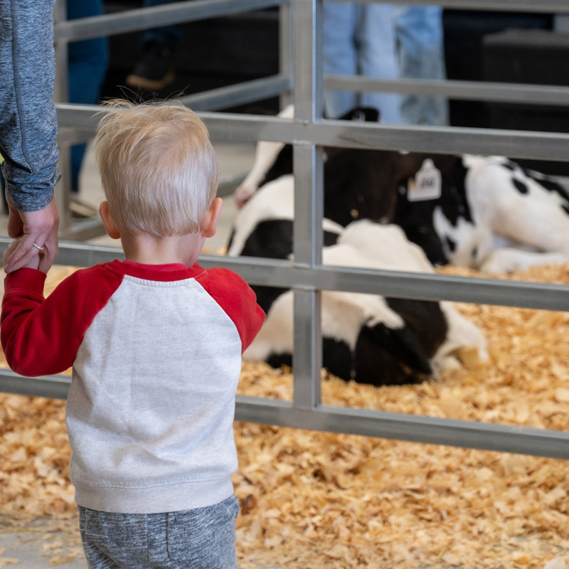A photo of a child watching two cows during Purdue's Spring Fest 