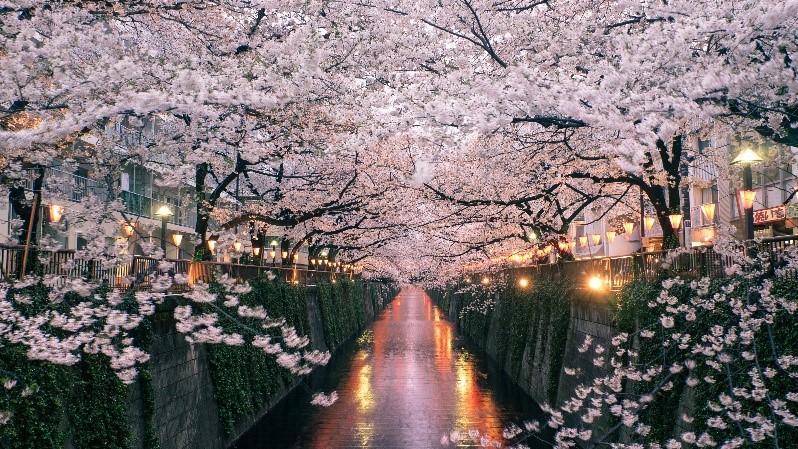 cherry blossoms on either side of a body of water