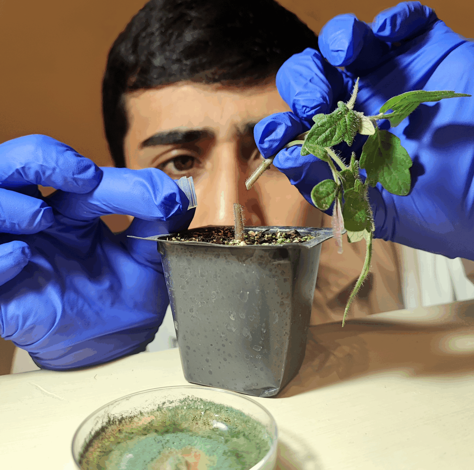 Scientist working with a broken plant