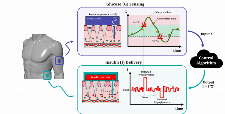 Graphic showing the cycle of glucose monitoring while wearing the MN patch