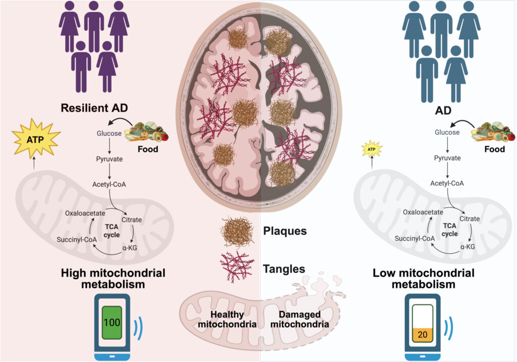 Illustration of the brain differences between those who develop Alzheimer’s and those who do not