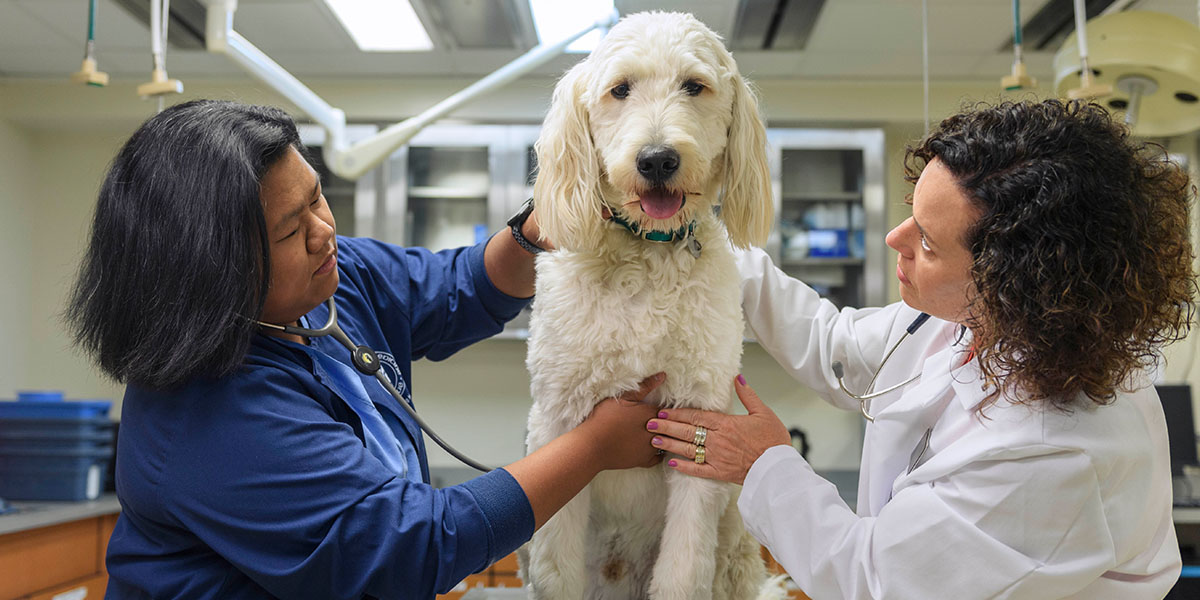 vet students with dog