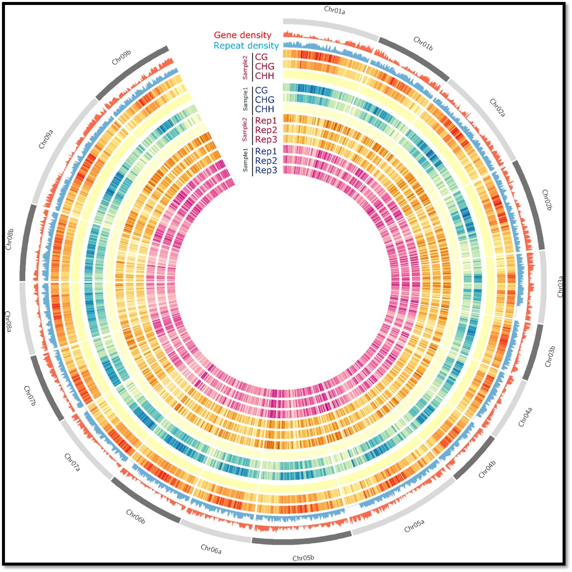 Circos plot of gene density, TE density, and DNA methylation across each chromosome