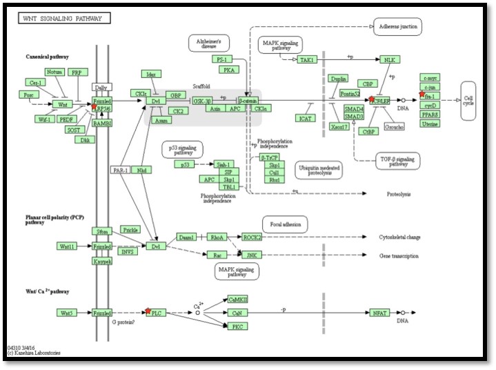 KEGG pathway screenshot generated using DAVID with DE genes highlighted