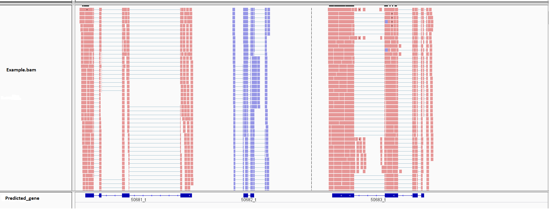 An IGV snapshot of RNA-seq reads mapped across predicted gene