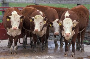 hereford cattle picture