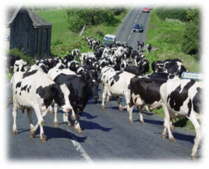 dairy cows loose on highway