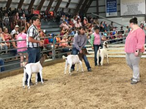 county fair goat show