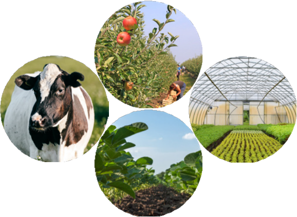 pictures of cow, orchard, greenhouse, soybean field
