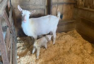 Goat and baby kid picture