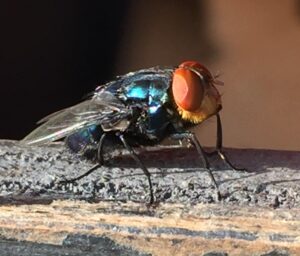 Image of New World Screwworm Adult fly