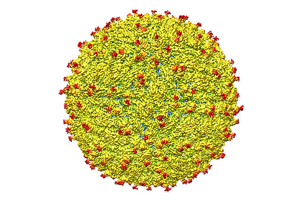Researchers reveal Zika virus structure