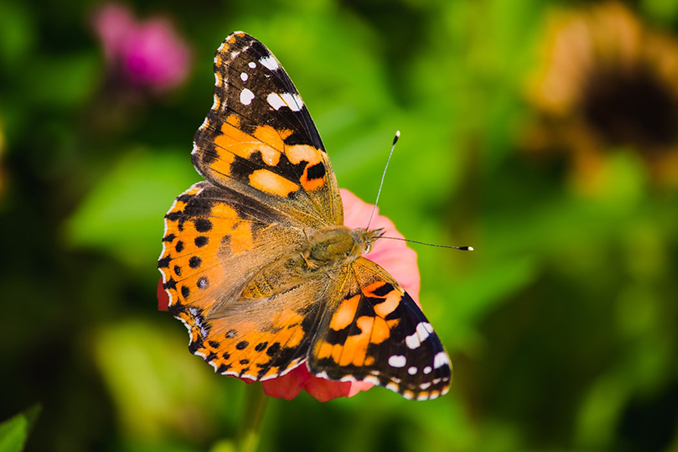 Painted ladies butterfly and their geographic provenance based on the isotopic composition of their wings (from Talavera et al. 2018)