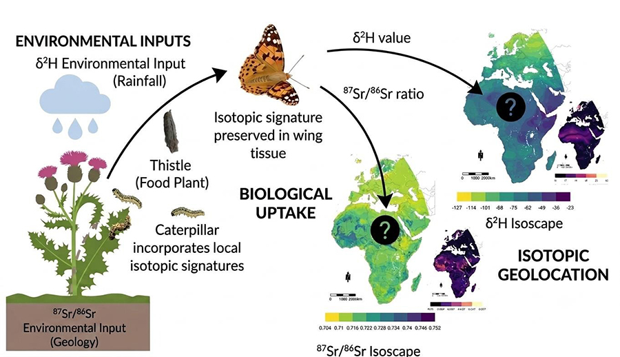 A diagram demonstrating multiple isotope geolocation. See diagram caption for more details.