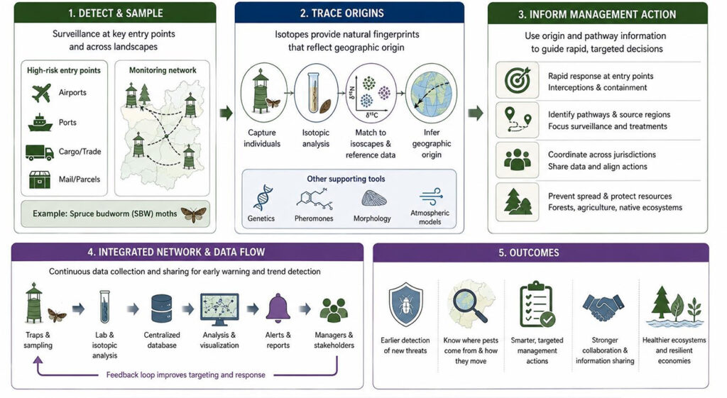 End-to-end framework for detecting, tracing, and managing migratory insect populations using isotope-informed surveillance. See caption below for details.