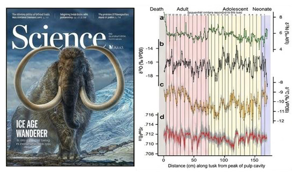 Science magazine cover with ice age mammoth with tusks along with isotope signatures in graph beside cover.