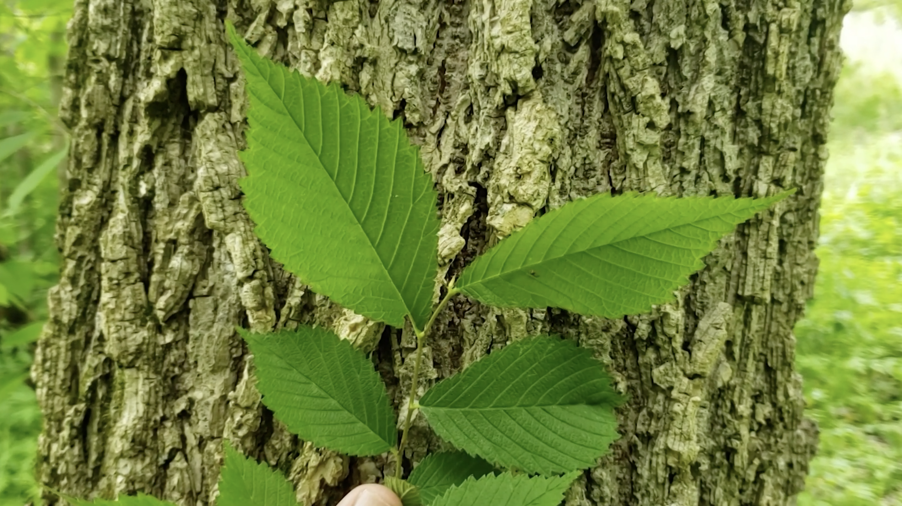question: what can i do to protect my elm tree from the dutch elm