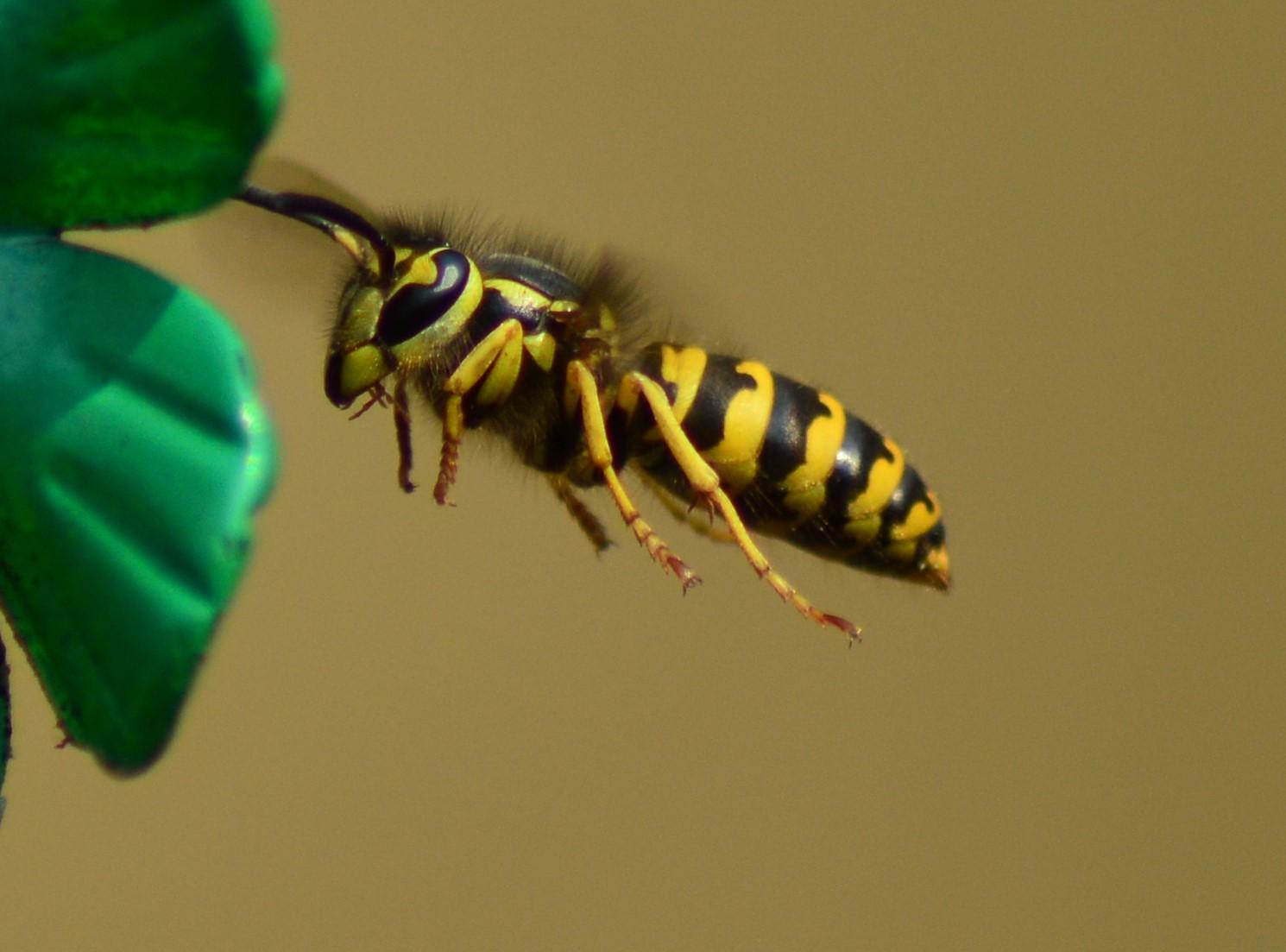 What's The Buzz About Yellow Jackets and Evergreen Trees?