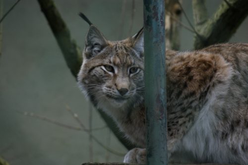 bobcat